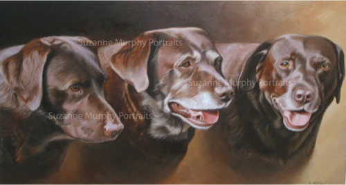 Chocolate Labs