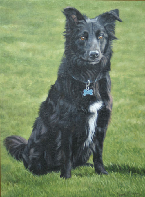 Black Collie