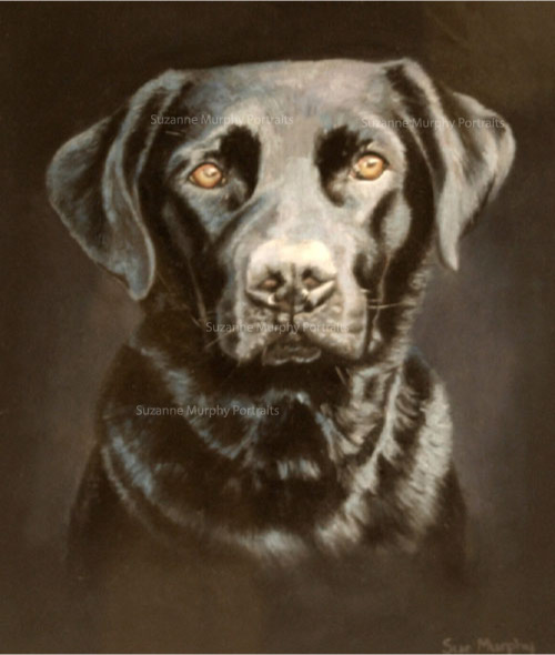 Dog Portrait