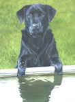 Labrador Portrait