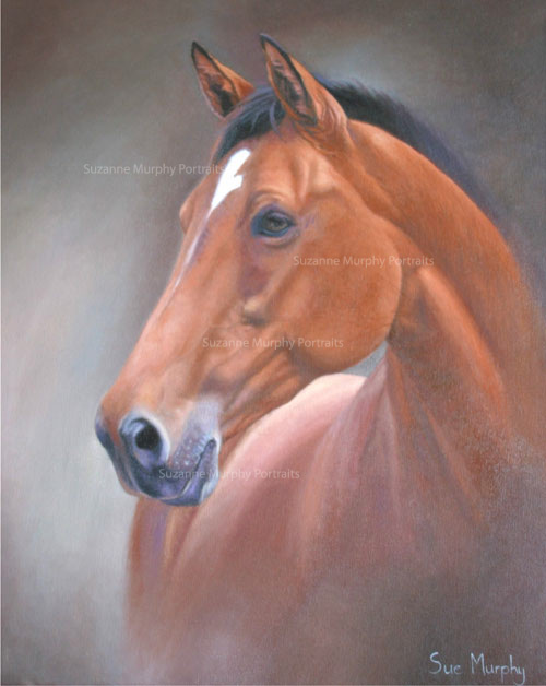 Horse Portrait