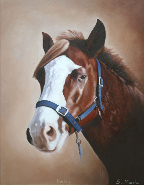 Horse Portrait