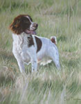 Spaniel