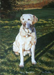 Yellow Labrador